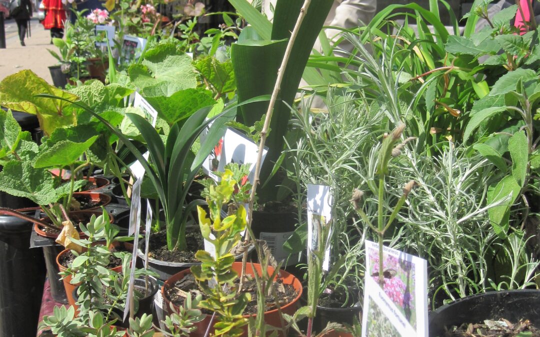 Plant Stall Confirmed!