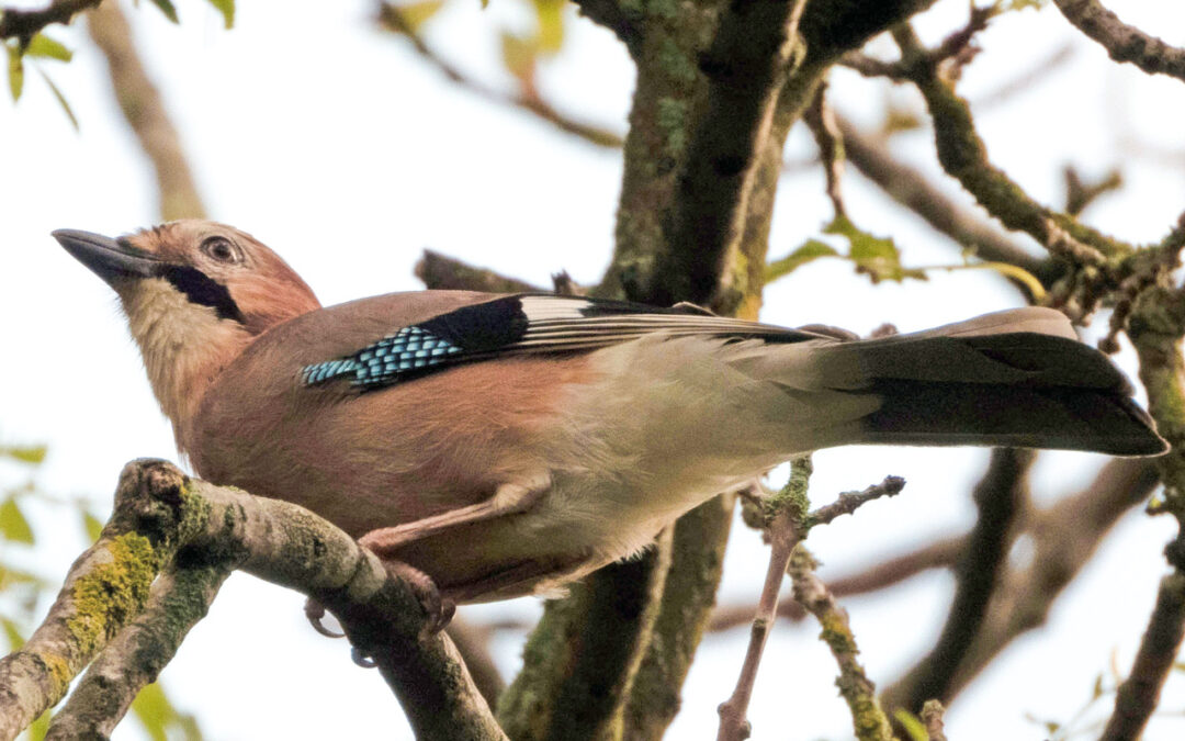 Dawn Chorus Nature Walk